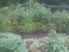 wixom grower ( The Polish Hammer)