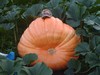 Orange with Envy