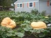 PUMPKIN HOUSE