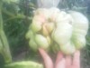 wixom grower ( The Polish Hammer)
