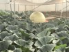 So.Cal.Grower