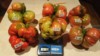 wixom grower ( The Polish Hammer)