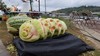 Engel's Great Pumpkins and Carvings