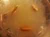 pumpkinpal2