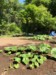Henry-the giant pumpkin grower
