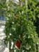 Greenbud