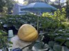 Henry-the giant pumpkin grower