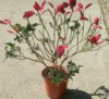 wixom grower ( The Polish Hammer)