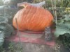 PUMPKIN HOUSE