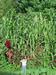 17 ft. unknown self-sown amaranth